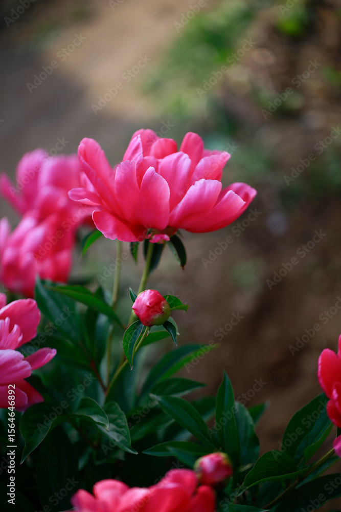 Pink blooming peony, outside shooting Pink blooming peony, outside shooting