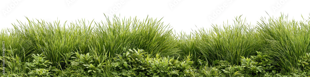 Fototapeta premium grass strip with wild texture and high detail, ideal for eco-themed designs isolated on a Transparent background, PNG file.