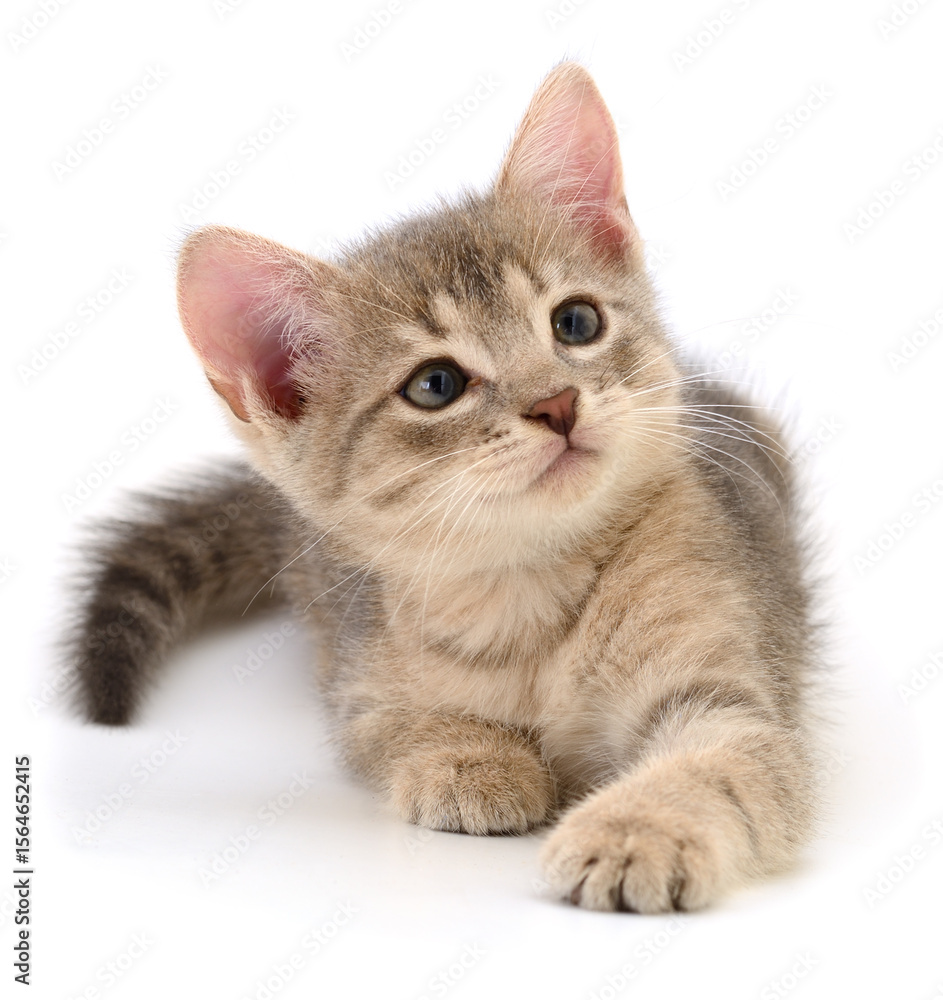 Obraz premium Kitten on white background.