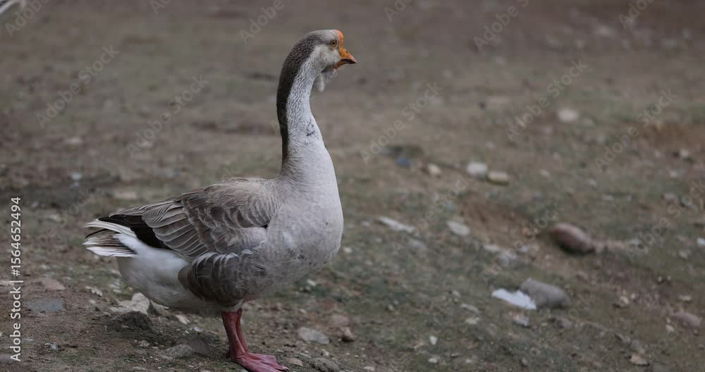 grey goose stands on the sand, a large lone goose in the yard in the countryside grey goose stands on the sand, a large lone goose in the yard in the countryside