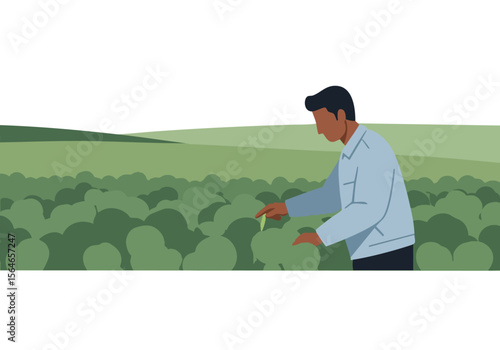 A farmer carefully inspects a cabbage field, overseeing his crops. A vibrant, rural scene with a focus on agricultural work. Clear composition and a professional feel.