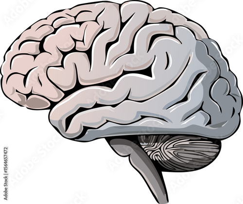 human brain vector