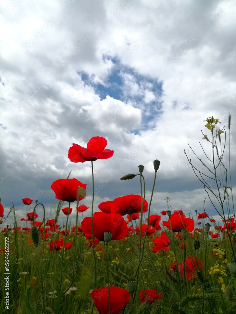 Obraz premium A blooming poppy field photographed from below, with a partly white cloudy sky.