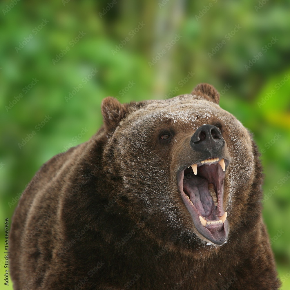 Fototapeta premium Majestic Grizzly Bear in the Wild – Powerful Brown Bear in Natural Habitat