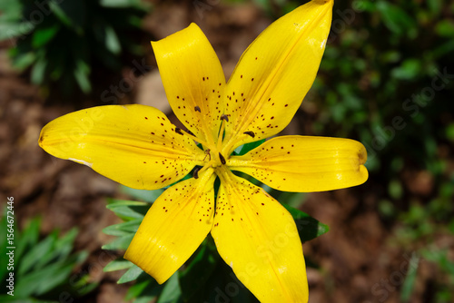 Pretty yellow flowers seen in the morning park and garden