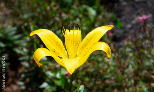 Pretty yellow flowers seen in the morning park and garden