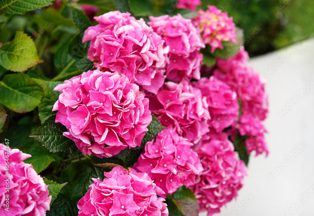 Close up of lavish bushes of pink hydrangea flowers with green leaves. Close up of lavish bushes of pink hydrangea flowers with green leaves.
