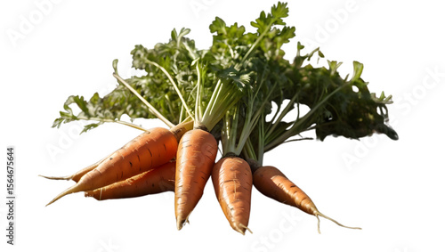 Fresh Harvest Carrots: Freshly harvested carrots, vibrant in color with lush green tops, arranged to display their natural beauty and the essence of organic goodness.
