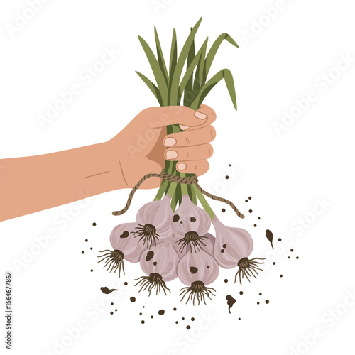 Hand Holding Fresh Garlic with Twine and Soil Crumbs, Flat Vector Icon
