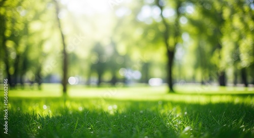 Fototapeta Naklejka Na Ścianę i Meble -  Lush green grass and trees in sunlight park nature