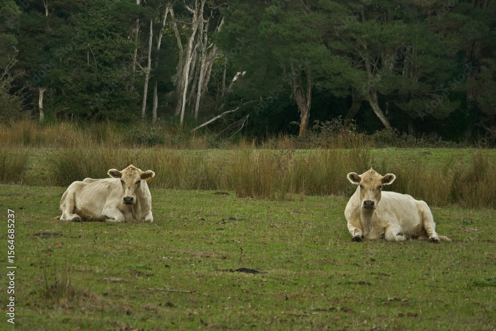 Fototapeta premium Murray Grey cattle resting on green pasture.