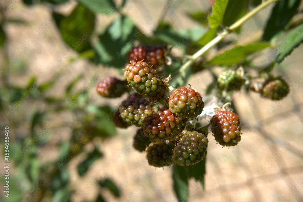 Green blackberry fruit in the garden. Green blackberry fruit in the garden.