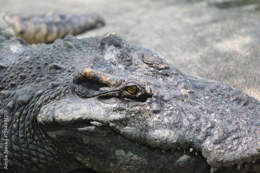 Obraz premium Ancient Alligator: Close-up portrait of an alligator, capturing its rough textured skin and intense gaze. It is a detailed study of a formidable reptile in its natural habitat.