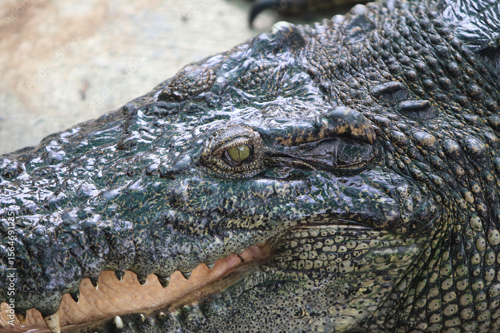 Fototapeta premium Intense Alligator Portrait: An evocative close-up portrait captures the raw power and ancient wisdom of an alligator.