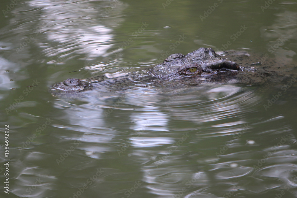 Silent Predator's Gaze: An adult crocodile, with its formidable presence, navigates the murky depths of a tranquil river, a testament to nature's enduring power and ancient lineage. Silent Predator's Gaze: An adult crocodile, with its formidable presence, navigates the murky depths of a tranquil river, a testament to nature's enduring power and ancient lineage.