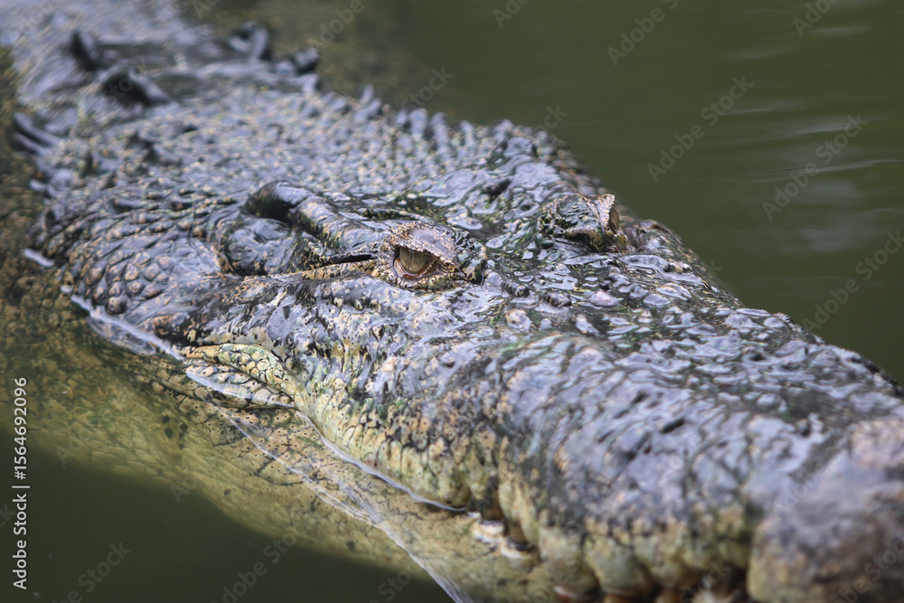 Silent Hunter's Gaze: A close-up portrait of a crocodile, its ancient, armored skin glistening. The powerful predator's eye, a window to a prehistoric world, surveys its domain with patient intensity. Silent Hunter's Gaze: A close-up portrait of a crocodile, its ancient, armored skin glistening. The powerful predator's eye, a window to a prehistoric world, surveys its domain with patient intensity.