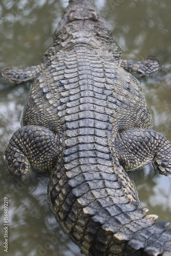 Wallpaper Mural Apex Predator's Armor: a close-up view of a crocodile resting in shallow water, showcasing its heavily textured, armored back. This image highlights the power and resilience of this ancient reptile. Torontodigital.ca