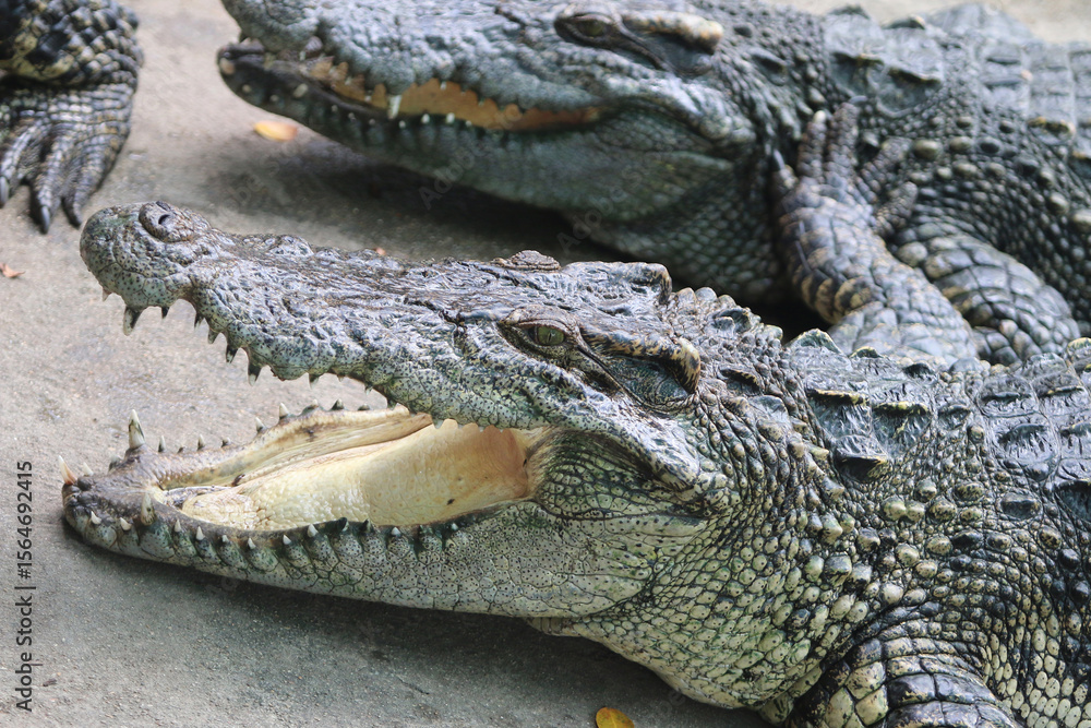 Obraz premium Crocodile's Gape: Capturing the raw power of nature, a close-up view unveils the formidable open jaws of a crocodile, revealing its razor-sharp teeth and textured skin.