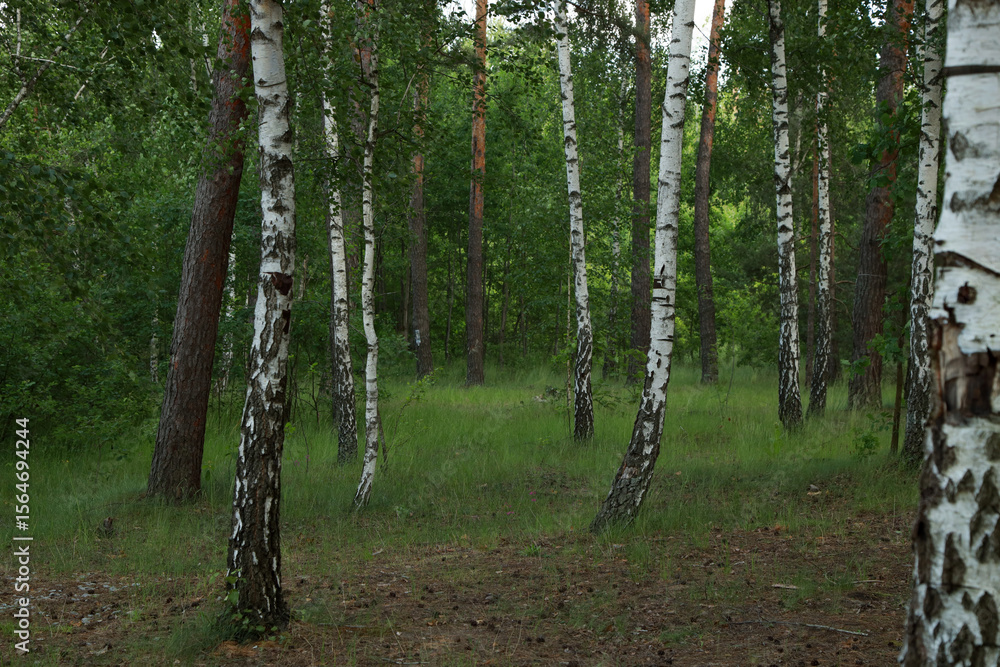 Obraz premium Young birch grove in the forest