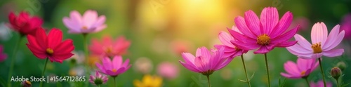 Vibrant cosmos flowers blooming in a lush garden , sunlight, flower, beauty