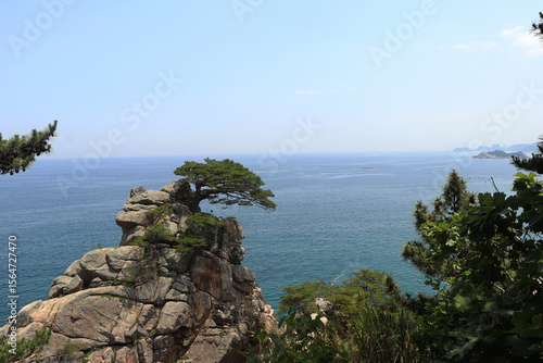 pine tree on the coast
