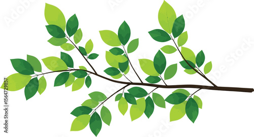 A branch with green leaves on a white background showcasing nature and botanical elements beautifully