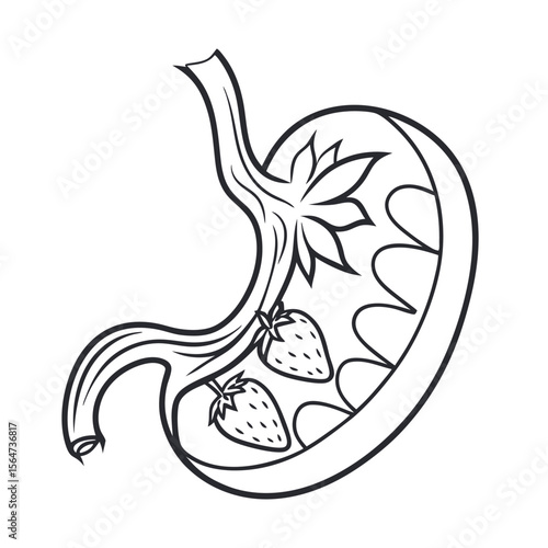 Stomach Organ Outline Vector Icon