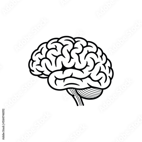 Vector art of a human brain anatomy isolated on white background