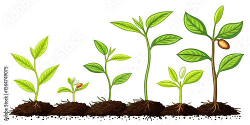 Plant growth stages infographic vector illustration agriculture concept