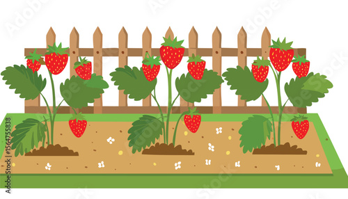 Vector garden isolated on a white background. Illustration of mature growing strawberries in the garden on the bed. leaf, strawberry, berry, growing, harvest, juicy, ripe, cartoon, illustration, 