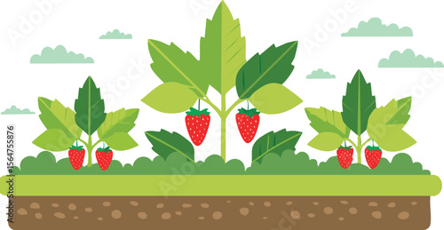Vector garden isolated on a white background. Illustration of mature growing strawberries in the garden on the bed. leaf, strawberry, berry, growing, harvest, juicy, ripe, cartoon, illustration, 