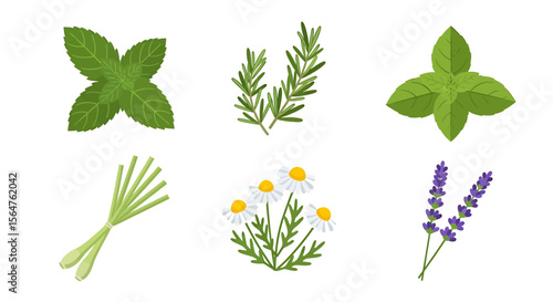 Aromatic Herb Collection Delightful Freshness of Nature's Greenery 