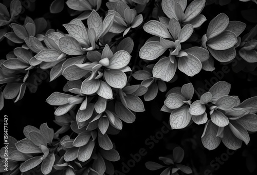 Ghostly eucalyptus leaves layered in monochrome, stark against black,  elegant,  nature