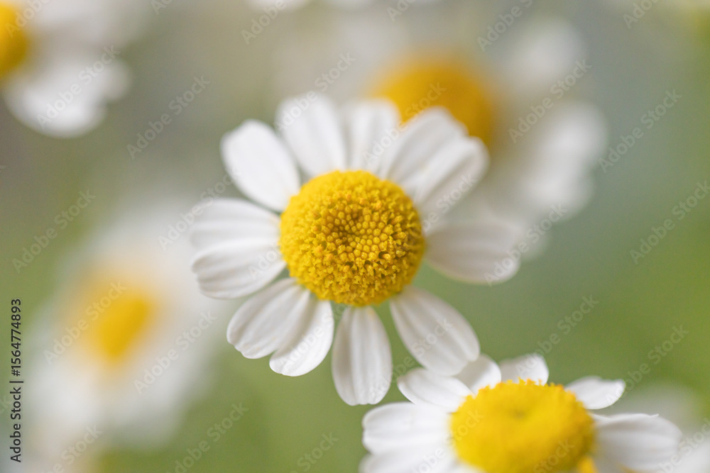 Fototapeta premium マトリカリアの花