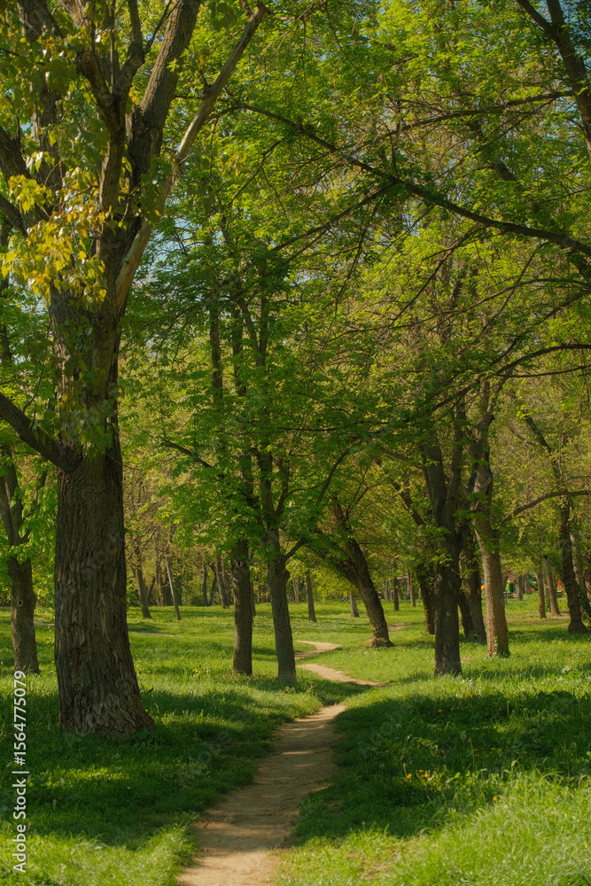 Naklejka premium Lonely path in the forest