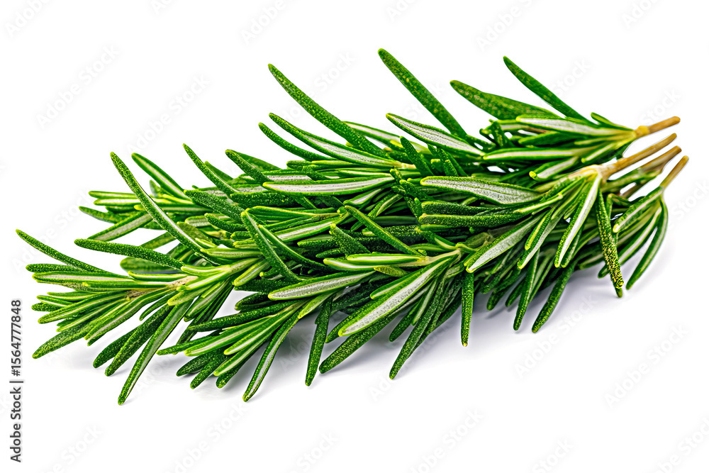 Fototapeta premium close-up , fresh rosemary sprig on a transparent background