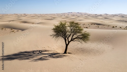 The Lonely Tree in the Desert.