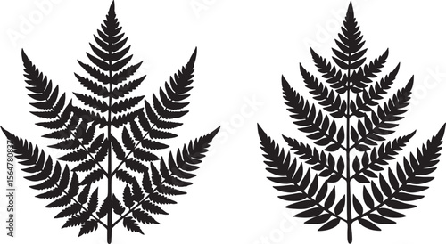 fern leaf vector