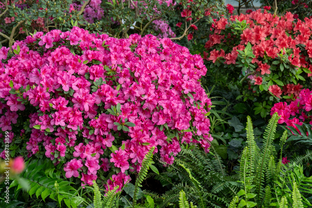 Azalea bud flower. Rhododendron plant in garden. Floral background. Pink bush closeup Azalea bud flower. Rhododendron plant in garden. Floral background. Pink bush closeup