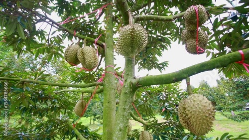 Durian Fruits Hanging on a Tree in a Lush Green Orchard