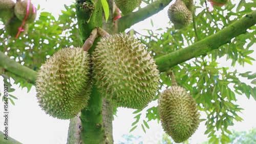 Fresh Durian Fruit Hanging on Tree Branch in Lush Green Environment