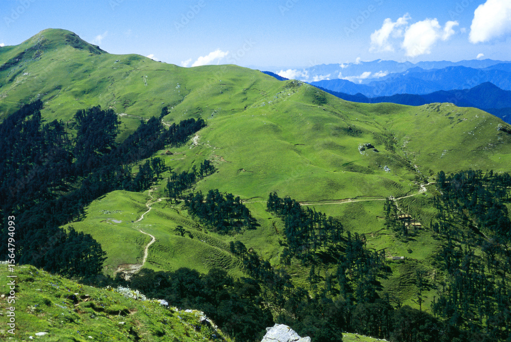 Naklejka premium Green Hills, Himalayas, India