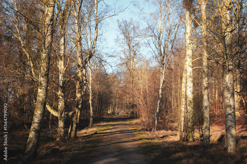 Obraz premium Exploring a serene pathway through a Danish forest in early spring