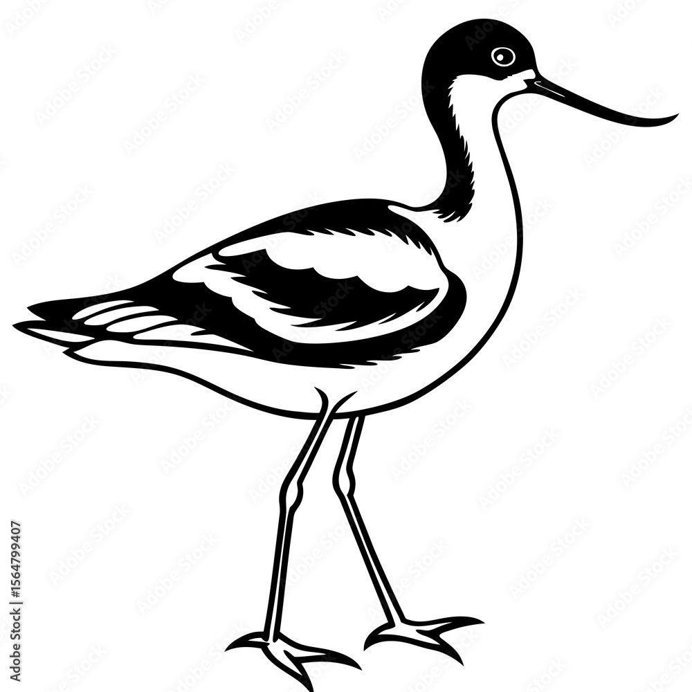 Fototapeta premium Black and white avian illustration elegant pied avocet graphic design wildlife nature