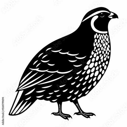 Elegant Black and White Quail Illustration Wildlife Bird Graphic Design