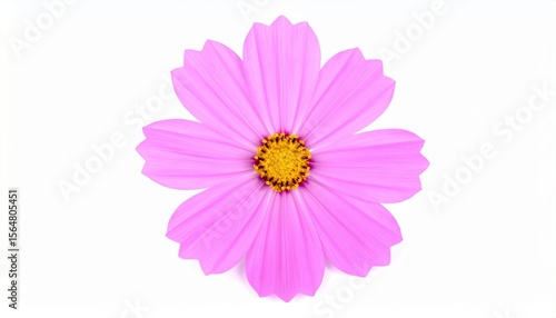 Isolated Pink Cosmos Flower on White Background with Clipping Path