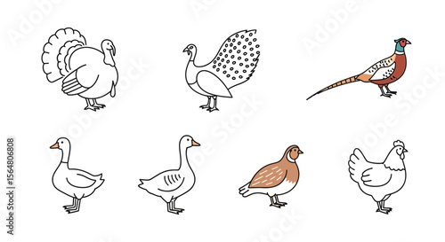 Vector illustration of farm birds including turkey goose pheasant quail chicken and decorative bird drawing vector