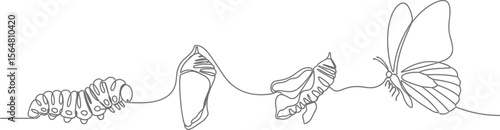 Line art showing the life cycle of a butterfly from larva to insect
