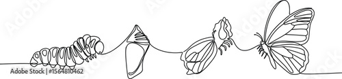 Continuous line drawing of butterfly life cycle metamorphosis stages