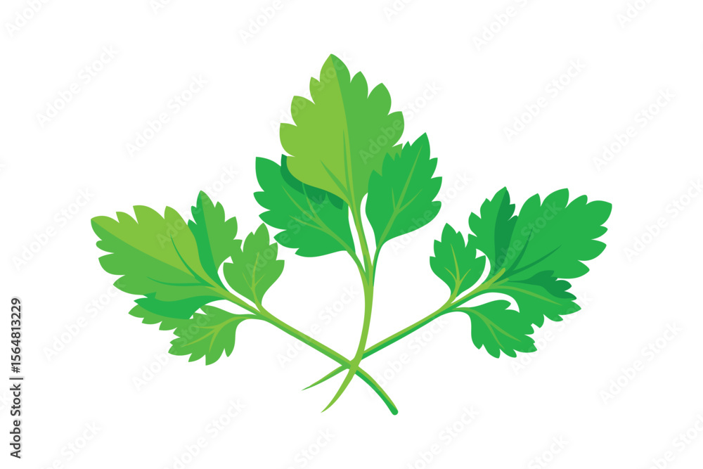 fresh green leaves of coriander on white backgroun fresh green leaves of coriander on white backgroun
